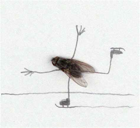 Magnus Muhr Gives Creative Touch To Dead Flies Funny Art Insect Art