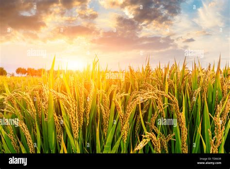 Ripe Rice Field And Sky Background At Sunset Time With Sun Rays Stock