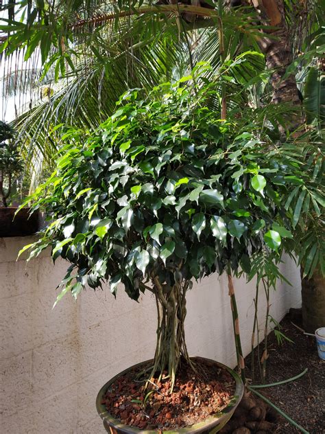 The tropical figs are evergreen trees, small shrubs, or even climbing plants. Ficus benjamina bonsai | Bonsai ficus, Bonsai garden, Plants