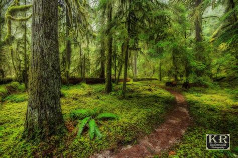 🇺🇸path To Lothlorien Olympic National Forest Washington By Kevin
