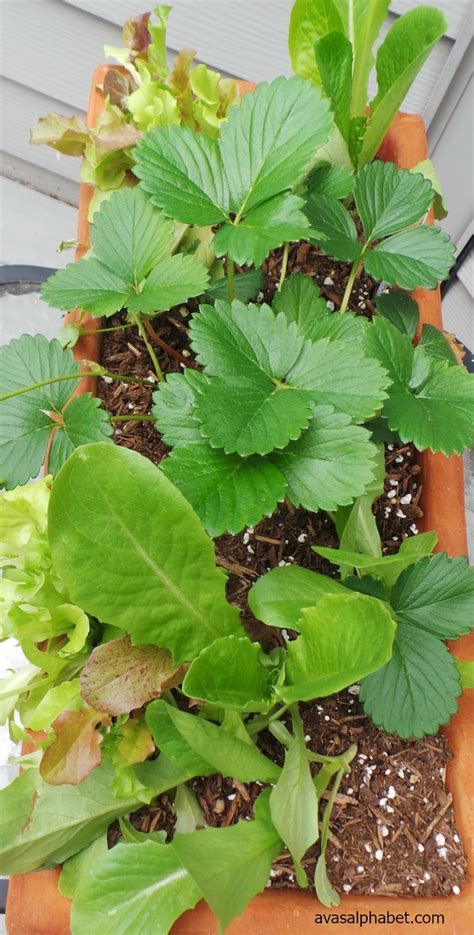 Grow Your Own Salad Bowl Avas Alphabet