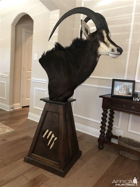 Sable Antelope Shoulder Mount Pedestal Taxidermy