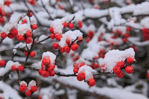 Native Plant For Late Fall Winterberry Holly