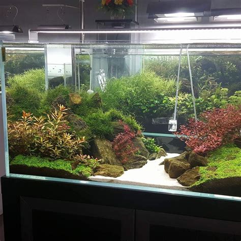 It is also a stem based plant which grows moderately within the aquarium. Beautiful aquascape with quality healthy plants ...