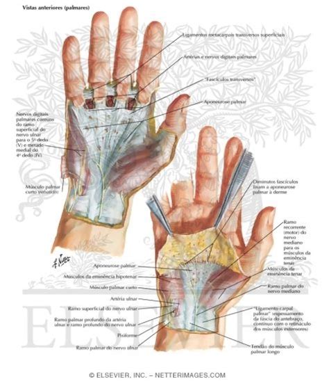 Skin and Subcutaneous Fascia of the Hand Wrist and Hand: Superficial