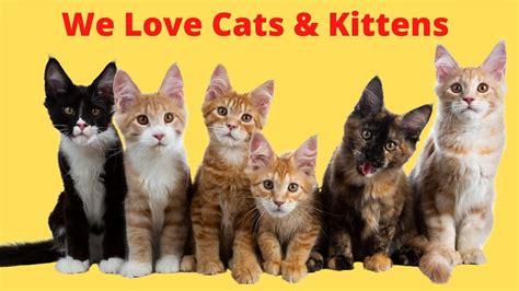 we love cats cats and more cats plus kittens with more cats youtube