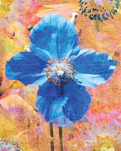 Items Similar To Modern Poppy Botanical Art Print 8x10 Blue Poppy