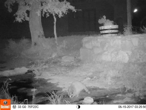 The depth will be determined by your areas frost depth. Caught a pic of a trash panda washing and digging in our ...