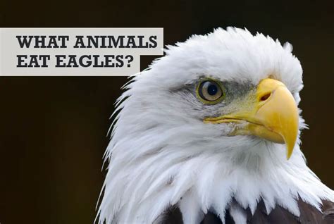 What Animals Eat Eagles Food Chain Predators