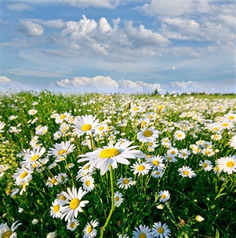 Springtime Field Of Daisy Flowers With Blue Sky And Clouds Wall Mural