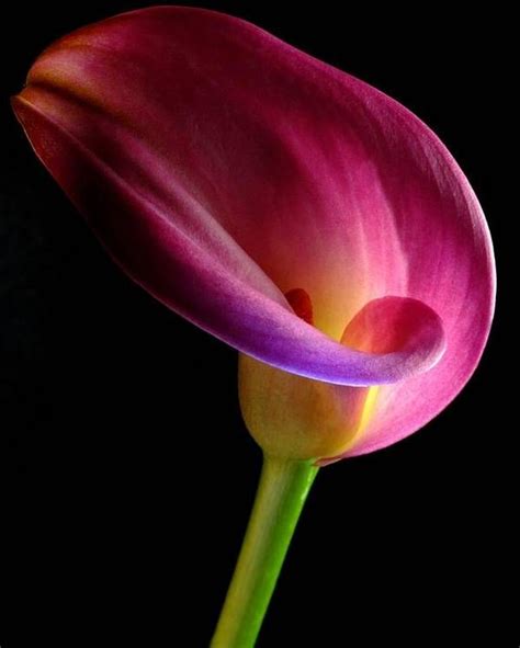 Pink Calla Lily Poster By Dung Ma Pink Calla Lilies Beautiful