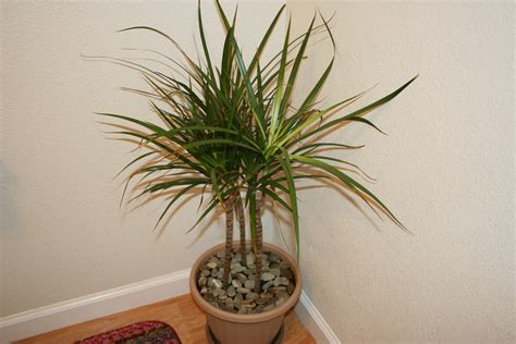 Top 10 Tropical House Plants Any One Can Grow The Self Sufficient Living