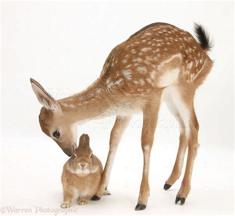 Fawn And Rabbit Funny Deer Pretty Animals Animals Friendship