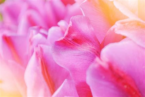 Close Up Macro Beautiful Pink Violet Red Lush Vibrant Tulip Petals