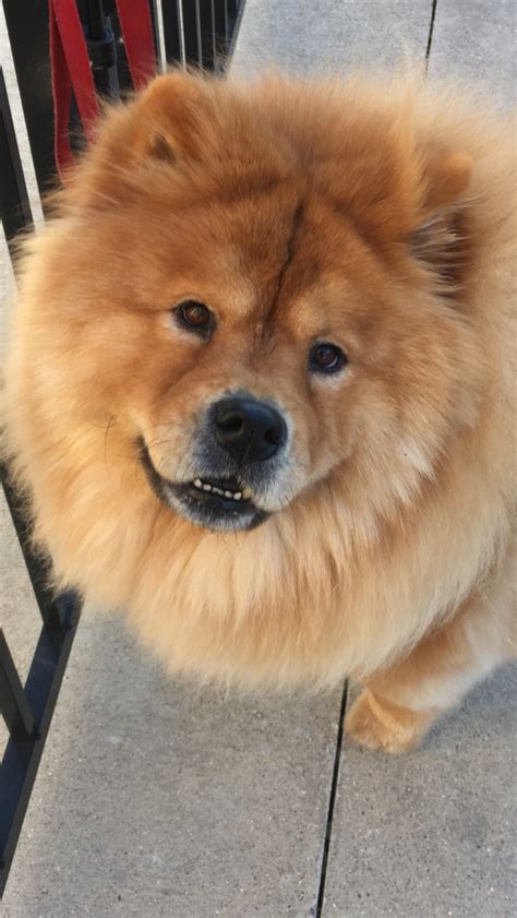 Noelle My Chow Chow Chow Chow Dogs Fluffy Dogs Puppies