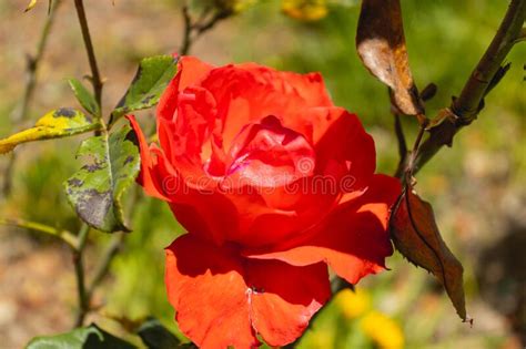 Chinese Red Rose Plant Also Known As Rosa Chinensis Jacq Species