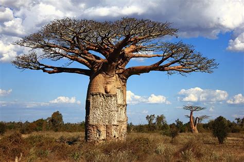 Fun Facts About The Baobab Tree Secret Africa