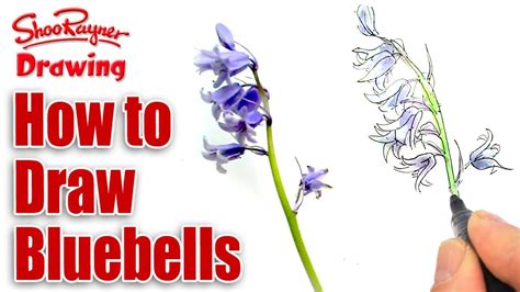 How to draw and paint Bluebells - YouTube Flowers are one of the most gratifying things to draw because they are instantly recognizable regardless of whether your style is detailed and realistic or cartoonish and.