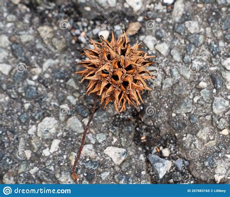 Spiky Sweet Gum Tree Ball Seen On Asphalt Ground Stock Image Image Of Prickly Styraciflua