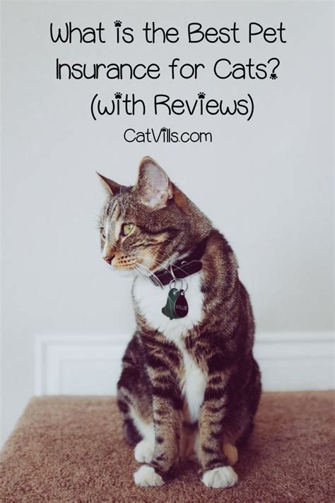 Maybe you would like to learn more about one of these? What is the Best Pet Insurance for Cats? (EXTENSIVE REVIEW GUIDE) | Best pet insurance, Pet ...