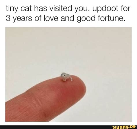 Tiny Cat Has Visited You Updoot For 3 Years Of Love And Good Fortune Ifunny Tiny Cats