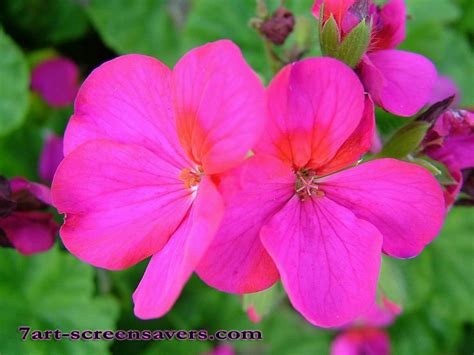 Free Download 7art Flowers Screensaver Amazing Flowers In Beautiful