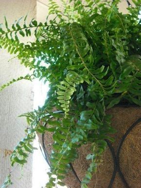 Sunlight issues can cause ferns to change color as well; Brown Tips On Garden Ferns - What Causes Brown Tips On ...
