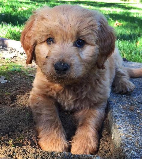 Why buy a goldendoodle puppy for sale if you can adopt and save a life? mini goldendoodle puppies for sale in Arch Cape, Oregon ...