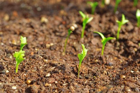 Considering them as a food, cloves contain vitamins. Grow me now: tips for successfully cultivating your own ...