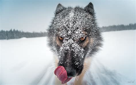 Wolf Close Up Hd Animals 4k Wallpapers Images