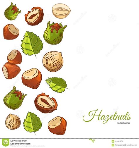 Sketch Hazel Nut Set Isolated Hazelnuts Healthy Food Natural Walnut