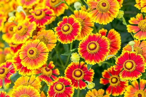 35 Types Of Orange Flowers To Brighten Your Garden
