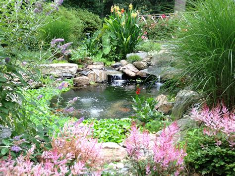 Pond Plants And Aquatic Plant Care Aquareale Pond Tips
