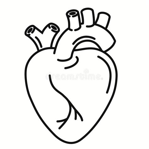 Human Heart Organ Outline Icon Linear Style Sign Heart Line Art