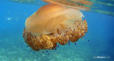 Medusa Huevo Frito / Fried Egg Jellyfish. Cotylorhiza tube ...