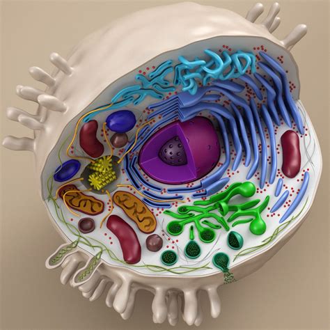 Cell Animal 3d Model Animal Cell Project 3d Animal Cell Project 3d