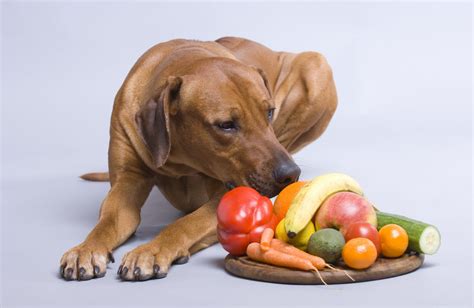 You're abusing this poor animal for the sake of your own ethics. Vegan / Vegetarian Diet for Dogs | Greenpet
