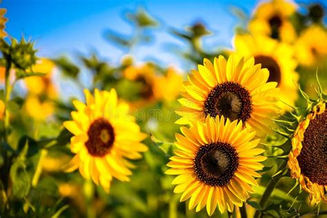 Sunflower Field Sunrise Wallpaper