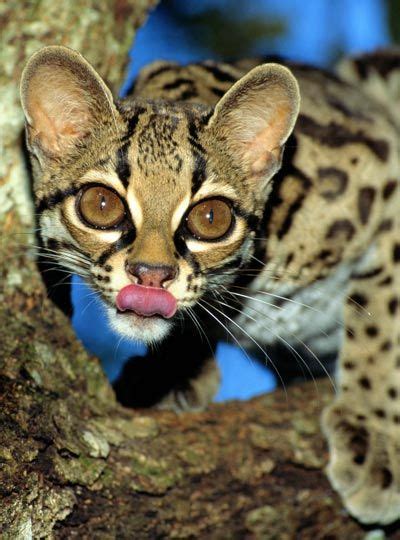 Margay Cat Small Wild Cats Big Cats Cool Cats Cats And Kittens