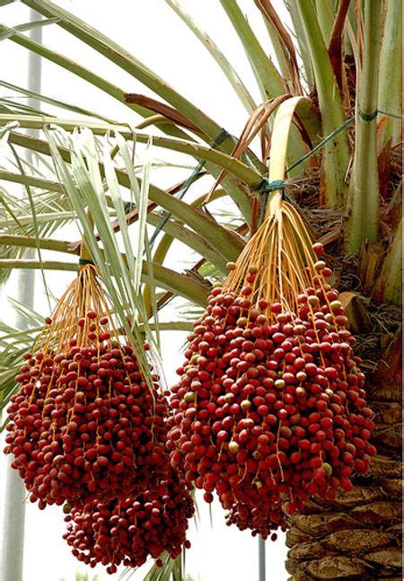 Medjool Date Palm Tree Exotisch Fruit Tropische Vruchten Zaden