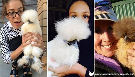 Silkie Chickens Have A Reputation For Standing Out Due To Their Fluffy And Puffy Plumage Beauty