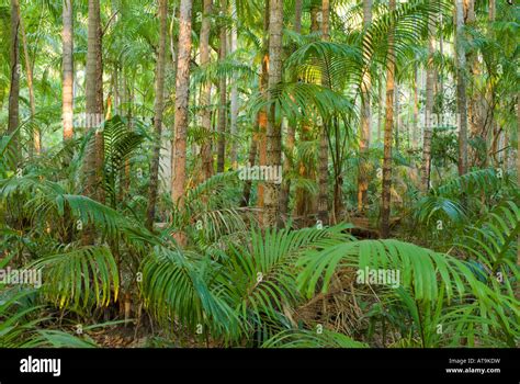 Monsoon Rainforest Stock Photo Alamy