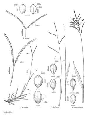 Paspalum Notatum Fna