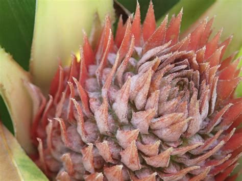 Hydroponic Pineapple Hydroponic Pineapples Planted On July Flickr