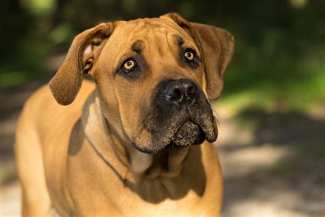 Boerboel Dog Breed Info Pictures Care Guide Traits And More Pet Keen