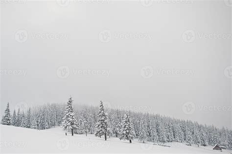 Pine Trees Covered By Snow On Mountain Chomiak Beautiful Winter