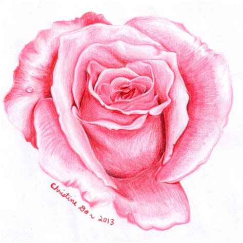 Pink Rose Drawing Art Print By Christine Do X Small Rose Drawing
