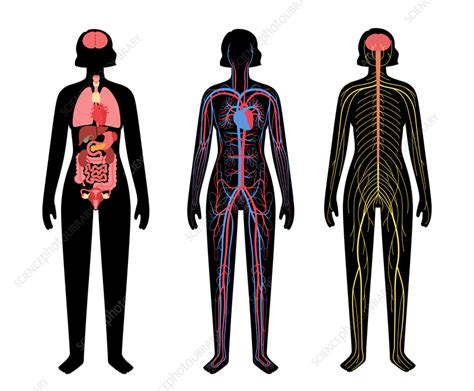 Human Body Systems Illustration Stock Image F0366432 Science