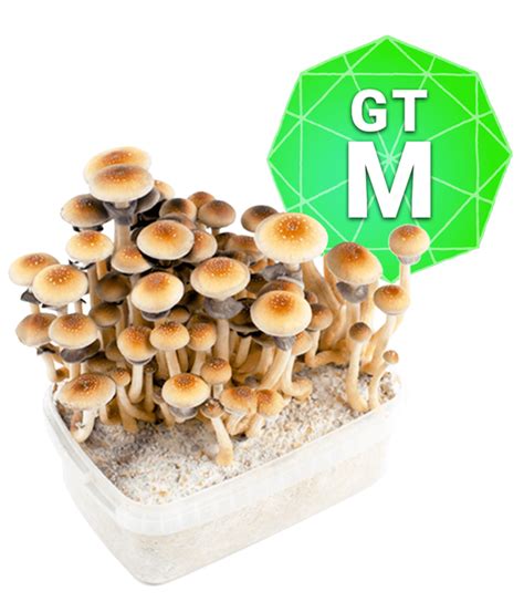 Magic Mushroom Grow Kit Usa Shipping All Mushroom Info