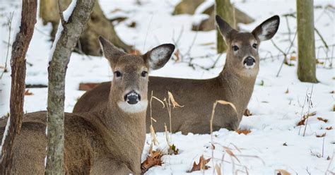 Where Do Deer Sleep in the Winter? [Answered] - World Deer